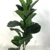 Bonsai details Picture
